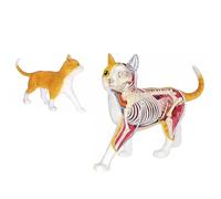 Ryanong Modèle anatomique de chat 4D - Organes détachables - 28 pièces - Modèle anatomique médical pour l'éducation