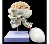 Ryanong Modèle anatomique de crâne humain - avec vertèbre cervicale, anatomie grandeur nature pour salle de classe, études médicales, enseignement, éducation avec base