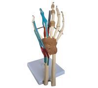 Ryanong Modèle anatomique de l'articulation de la main et du poignet, modèle d'anatomie de la main humaine avec articulations articulées incluant la fonction musculaire du ligament vasculaire pour les