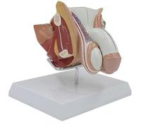 Ryanong Modèle anatomique de structure d'organe génital masculin avec base, modèle d'anatomie du système reproducteur masculin, système génito-urinaire humain, section sagittale outil de démonstration