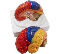 Ryanong Modèle cerveau anatomie grandeur nature modèles humains avec 2 pièces amovibles, base et séparation de couleur et étiqueté numériquement pour apprendre et comprendre la structure de la