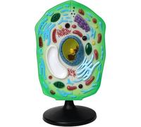 Ryanong Modèle d'anatomie cellulaire végétale, modèle d'enseignement de la biologie des organites chloroplastes amovibles, biologie cellulaire et sciences de la vie, jouets STEM pour l'enseignement de