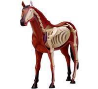 Ryanong Modèle d'anatomie de cheval 4D Vision Animal Squelette Spécimen détachable 26 parties, ce qui en fait une excellente ressource pour les étudiants, les éducateurs et les amateurs de chevaux
