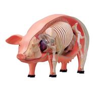 Ryanong Modèle d'anatomie de porc 4D - 19 échantillons de biologie amovibles pour enseignement vétérinaire - démonstration dans les cliniques pour animaux de compagnie et les écoles