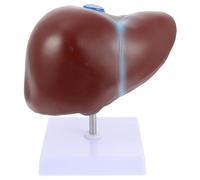 Ryanong Modèle d'anatomie hépatique normale pour enseigner le corps humain - Mannequin de démonstration médicale 3D et explication