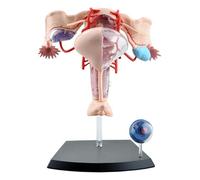 Ryanong Modèle d'anatomie reproductive féminine humaine 4D - Utérus détachable en plastique vert 19 parties pour étudiants, enseignants, professionnels de la santé
