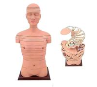 Ryanong Modèle d'anatomie transversale du torse et du cerveau humains, modèle d'enseignement de l'imagerie avec identification numérique, 24e étage au total, modèle thoracique humain