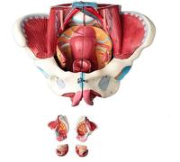 Ryanong Modèle de bassin féminin humain avec muscles du plancher pelvien, modèle de périnée, 4 organes amovibles, squelette humain grandeur nature 1:1, équipement éducatif médical pour salle de classe