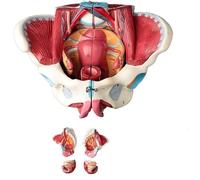 Ryanong Modèle de bassin féminin humain taille réelle 1:1 avec muscles du plancher pelvien, modèle de périnée, 4 organes amovibles, équipement éducatif médical squelette humain pour salle de classe