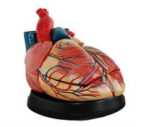 Ryanong Modèle de cœur humain élargi en 3 parties avec base cardiologique pour l'enseignement de l'anatomie cardiaque