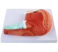 Ryanong Modèle de démonstration musculaire de la langue humaine, modèle anatomique de muscle de la langue, modèle anatomique en PVC pour l'enseignement médical et la communication médecin-patient.