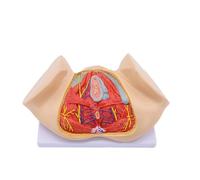 Ryanong Modèle de périnée féminin - Anatomie humaine grandeur nature - Organe reproducteur pour études médicales éducatives - Aides pédagogiques gynécologiques