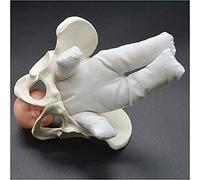 Ryanong Modèle de squelette médical, mini modèle de naissance du bassin féminin, simulateur d'accouchement standard avec bassin de bébé, pour affichage d'étude, enseignement médical.