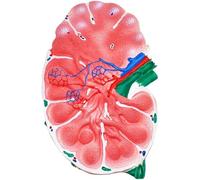 Ryanong Modèle d'enseignement de biologie de ganglion lymphatique humain pour la science, la salle de classe, l'étude, l'enseignement, le modèle médical, l'équipement de laboratoire.