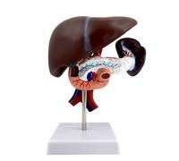 Ryanong Modèle du duodénum du pancréas hépatique - Anatomie grandeur nature pour la recherche médicale et l'enseignement