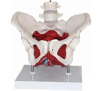 Ryanong Modèle du plancher pelvien - Anatomie scientifique - Pelvis féminin coloré avec 4 parties amovibles - Muscles et organes reproducteurs - Taille réelle