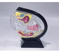 Ryanong Modèle d'utérus transparent, modèle d'anatomie de la structure utérine visible féminine, cavité pelvienne, ovaire abdominal, modèle d'enseignement pour aide à la formation médicale.