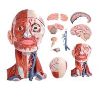 Ryanong Tête humaine et cou W/cerveau Modèle 10 parties Taille réelle Anatomique et muscle avec vaisseaux nerfs numérotés pour l'anatomie médicale et la physiologie