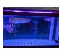 Rygcrud Kit De Cloison pour Aquarium en Acrylique, Panneau De 5 mm D'épaisseur avec Ventouses, Séparateur pour Aquarium Destiné Aux Combats, pour Diviser l'espace(54x70cm)