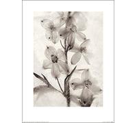 Ryuijie Douglas (Ice Form 51 30 x 40 cm Toile Imprimée