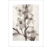 Ryuijie Douglas (Ice Form 51 60 x 80 cm Toile Imprimée