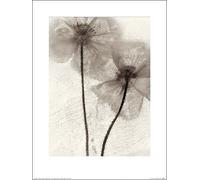 Ryuijie Douglas (Ice Form 60 30 x 40 cm Toile Imprimée