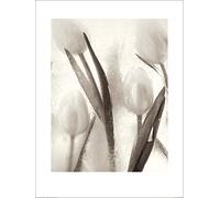 Ryuijie Douglas (Ice Form 7 60 x 80 cm Toile Imprimée