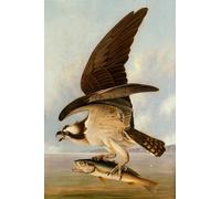 RZHRHJES Abstrait Image sur Toile Graffiti Art Mural Peinture sur Toile Nordique Osprey et Weakfish par John Audubon Affiches d'Art Pour la Décoration Murale 60x90cm