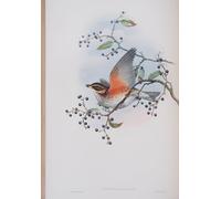 RZHRHJES Affiche Decoration Murale Tableau Imprimé sur Toile Assiette Animal Bird Turdus Illacus des oiseaux de Grande-Bretagne par John Gould Pour la Décoration de la Chambre à Coucher 60x90cm