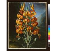 RZHRHJES Affiche Decoration Murale Tableau Imprimé sur Toile Lilium Superbum peint pour RJ Thorntons Temple of Flora par un artiste célèbre Pour la Décoration de la Chambre à Coucher 60x90cm