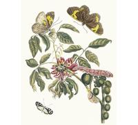 RZHRHJES Image sur Toile Impression Peinture Minimaliste Peinture Coronilla arborescens par Maria Sibylla Merian Art Imprimé Image Pour les Décorations pour la Maison 60x90cm