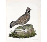 RZHRHJES Peinture Poster Peinture sur Toile d'Art Abstrait Tableau Illustration dans l'Histoire des Oiseaux de François Nicolas Maritinet Tableaux sur Toile Pour les Décorations pour la Maison 60x90cm