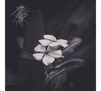 Saasil - Ephemeral [Import]