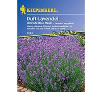 Saatgut Lavendel Hidcote Blue Strain