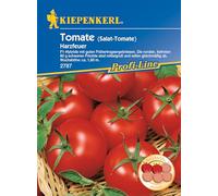 Saatgut Tomaten Harzfeuer F1