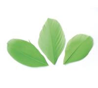 Sachet 3 Gr Plumes Coupees Vert Clair Ht.60