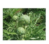Sachet de graines d'artichaut impérial star à semer- Les Graines Bocquet