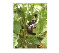 Sachet de graines d'Aubergine Bonica - HYBRIDE F1- Les Graines Bocquet