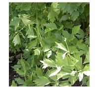 Sachet de graines de Ache de montagne, céleri perpétuel - 0,5 g - légume feuille - LES GRAINES BOCQUET