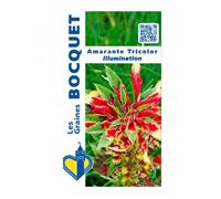 Sachet de graines de Amarante tricolor Illumination - 0,5 g - LES GRAINES BOCQUET
