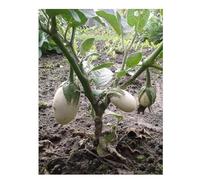 Sachet de graines de Aubergine Blanche Ronde À Oeuf - 1g - Les Graines Bocquet