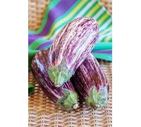 Sachet de graines de Aubergine Riado (Hybride F1) - 0,03 g - légume fruit - LES GRAINES BOCQUET