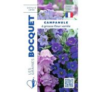 Sachet de graines de Campanule à grosse fleur variée - 0,5 g - fleur bisannuelle - LES GRAINES BOCQUET
