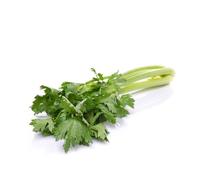 Sachet de graines de céleri branche tall utah- Les Graines Bocquet