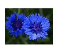 Sachet de graines de Centaurée barbeau double bleu - 1 g - fleur annuelle - LES GRAINES BOCQUET