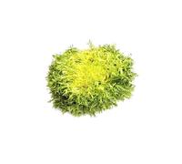 Sachet de graines de Chicorée frisée très fine maraîchère - 3 g - LES GRAINES BOCQUET