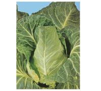 Sachet de graines de Chou Bacalan de ST BRIEUC- Légume feuille- Les Graines Bocquet