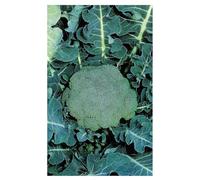 Sachet de graines de Chou Brocoli Hyb F1 Marathon- 0.2 g - LES GRAINES BOCQUET