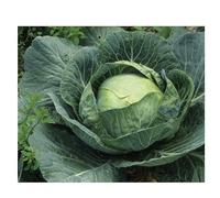 Sachet de graines de Chou cabus marché de Copenhague- Légume feuille- Les Graines Bocquet