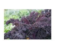 Sachet de graines de Chou frisé Scarlet rouge (Chou Kale)- Les Graines Bocquet